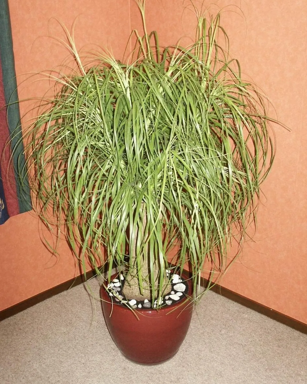 pianta di beucarnea-1
