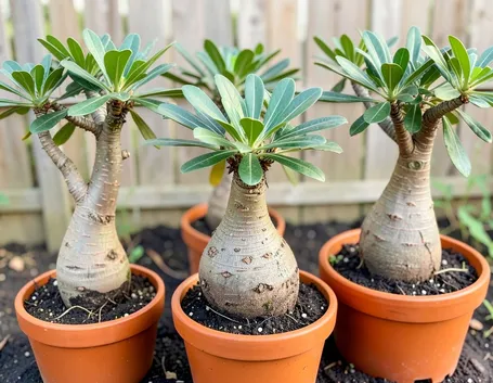 pianta di beucarnea