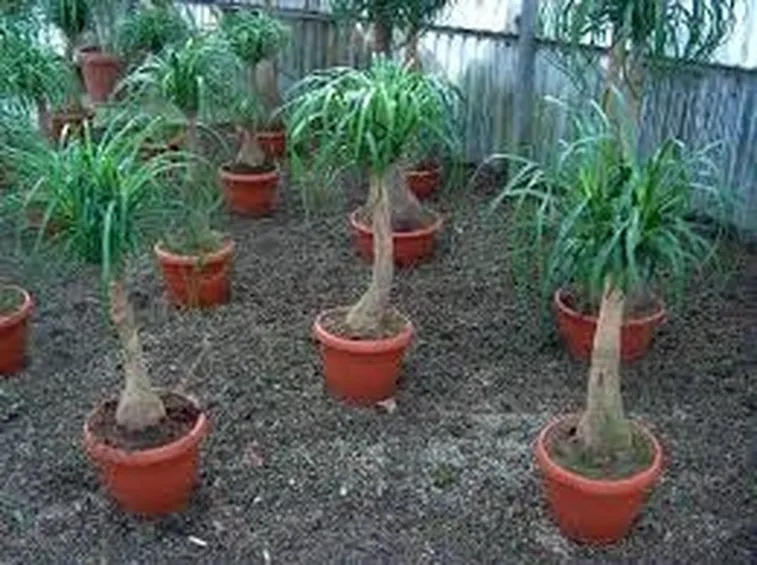 pianta di beucarnea