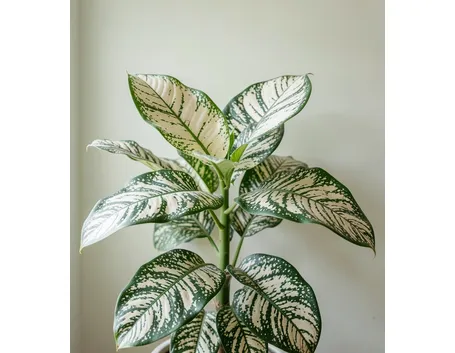 pianta di dieffenbachia-1
