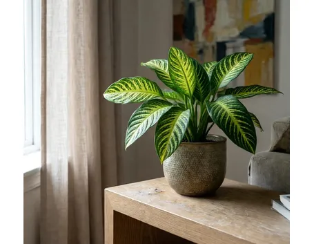 pianta di dieffenbachia