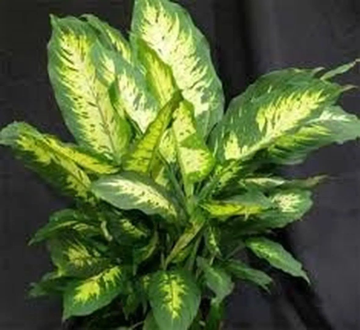 pianta di dieffenbachia