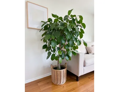 pianta di ficus