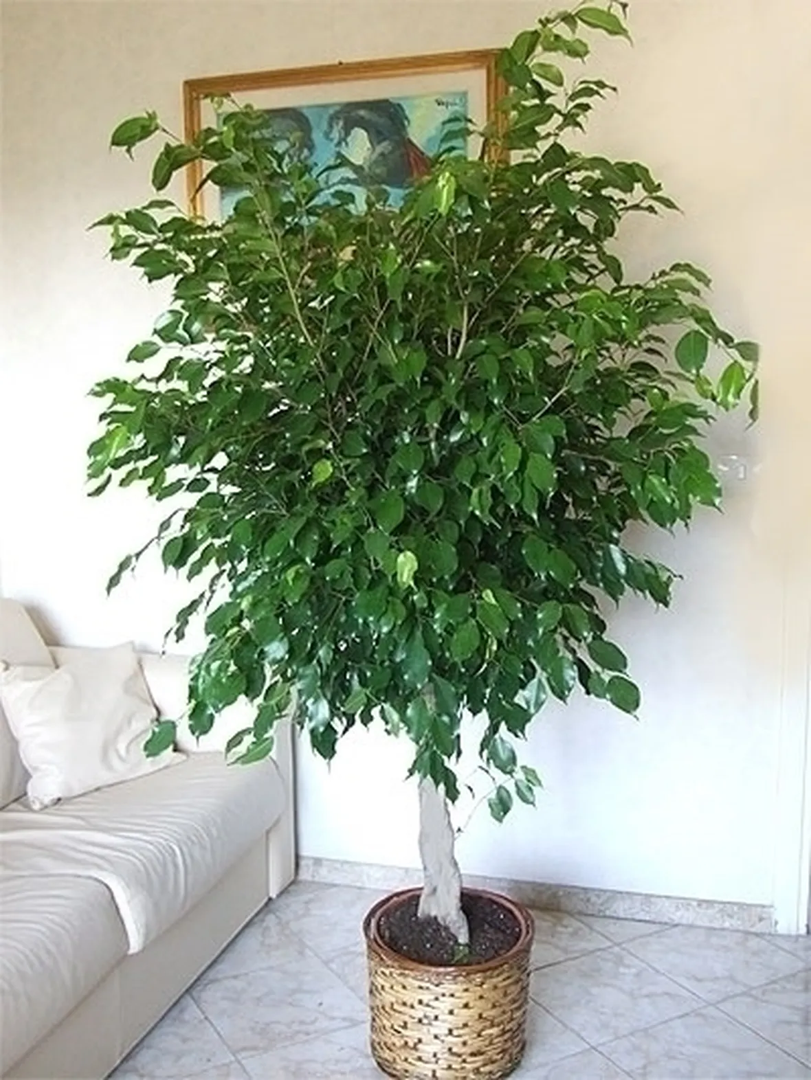 pianta di ficus