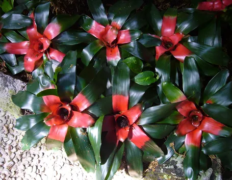 pianta di gusmania rossa