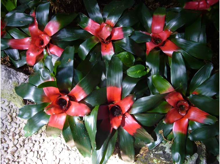 pianta di gusmania rossa