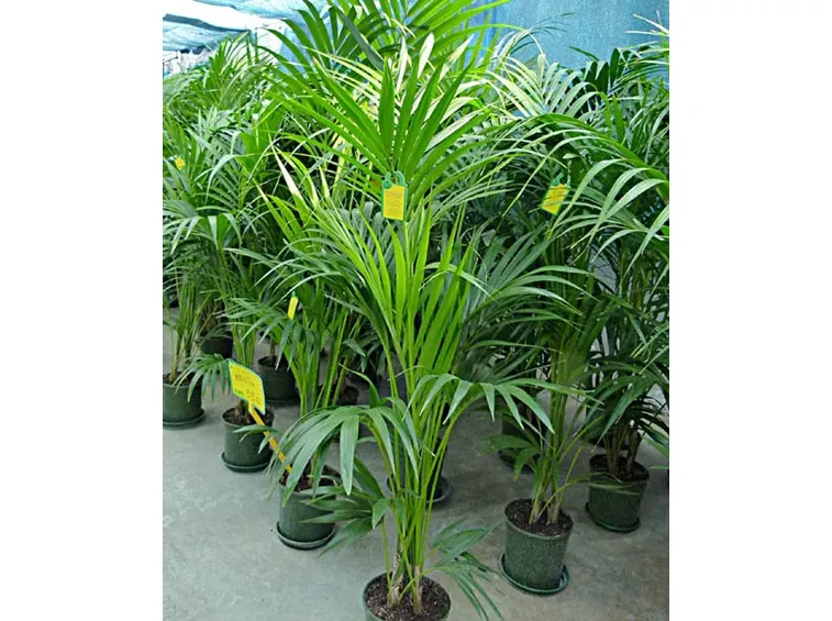 pianta di kenthia-1