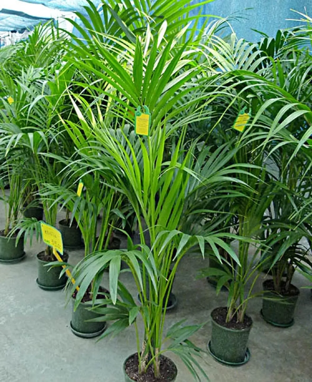pianta di kenthia-1