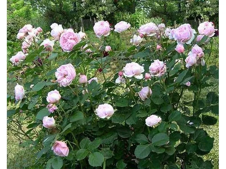 pianta di orchidea rosa-1