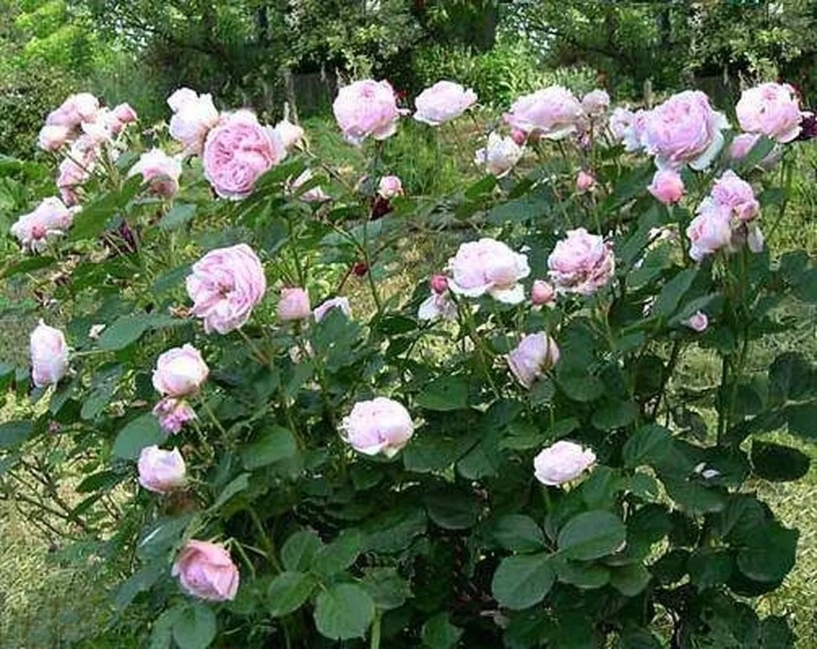 pianta di orchidea rosa-1