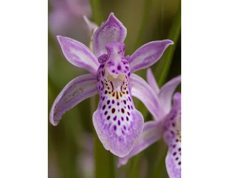 pianta di orchidea rosa
