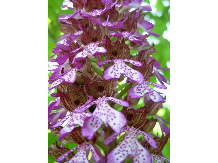 pianta di orchidea rosa