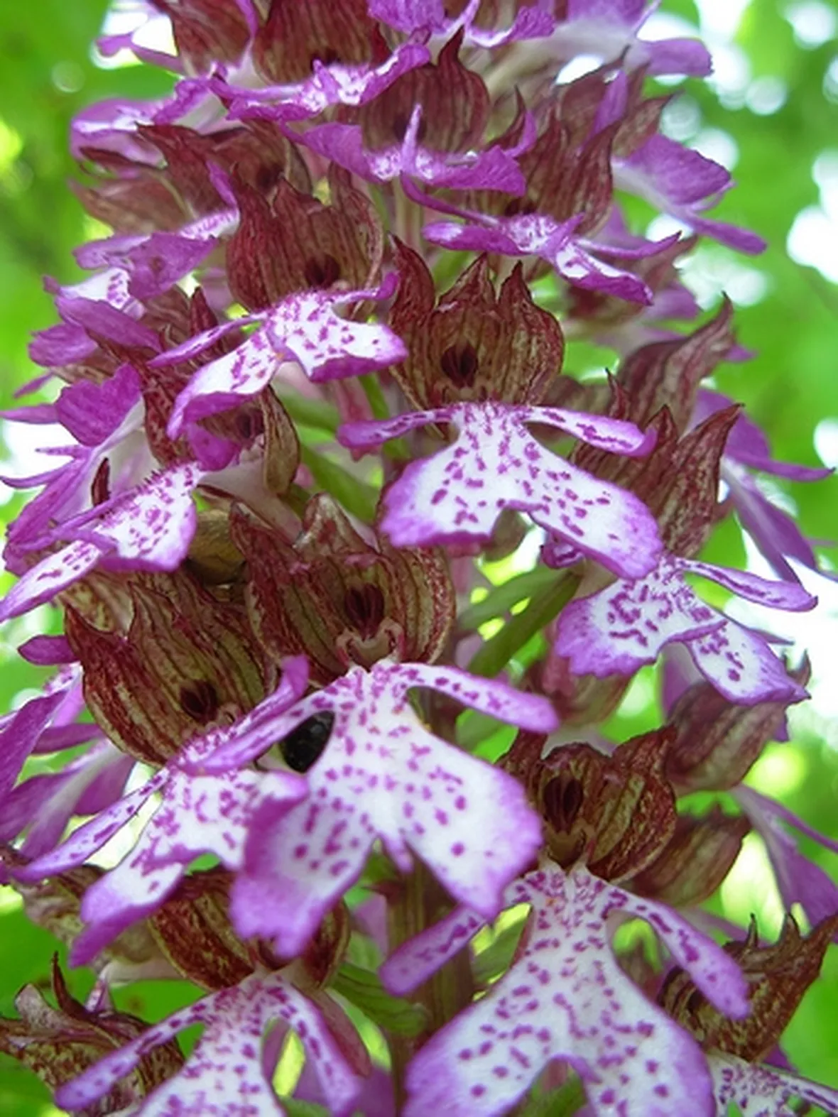 pianta di orchidea rosa