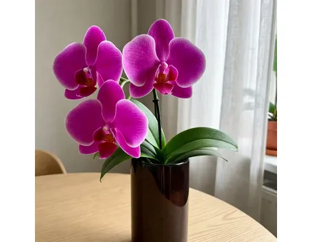 pianta di phalenopsis fuxia-1