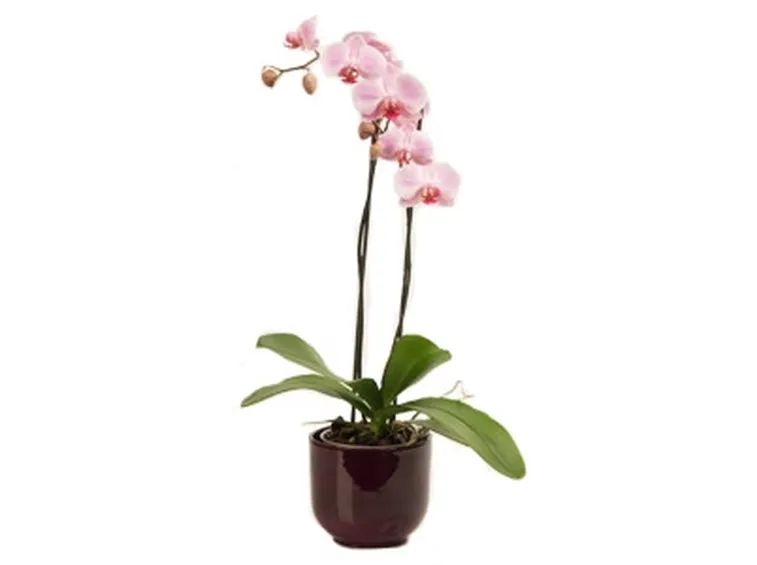 pianta di phalenopsis fuxia-1