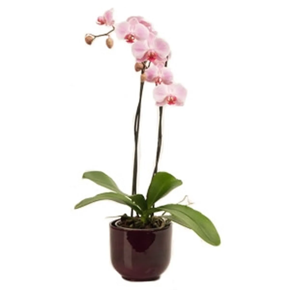 pianta di phalenopsis fuxia-1