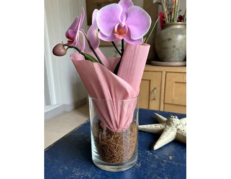 pianta di phalenopsis rosa