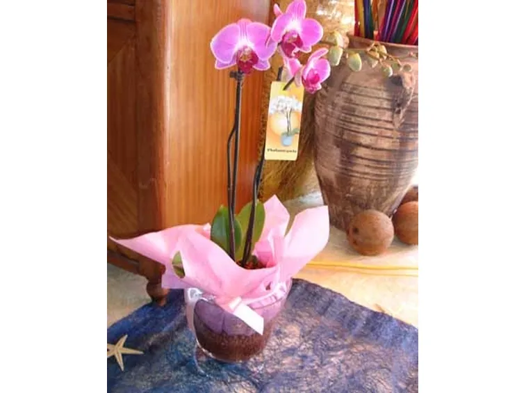 pianta di phalenopsis rosa