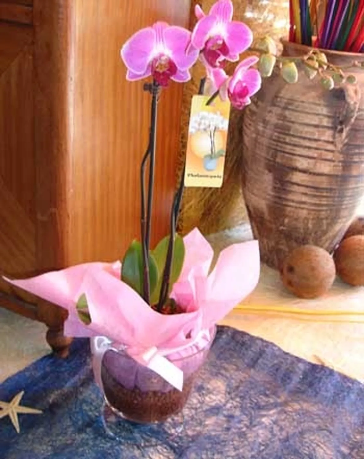 pianta di phalenopsis rosa