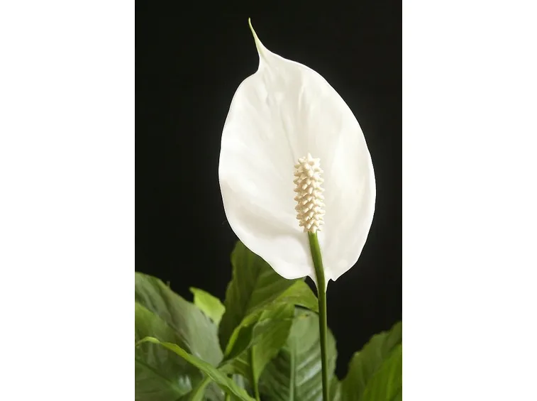 pianta di spatiphyllum-1