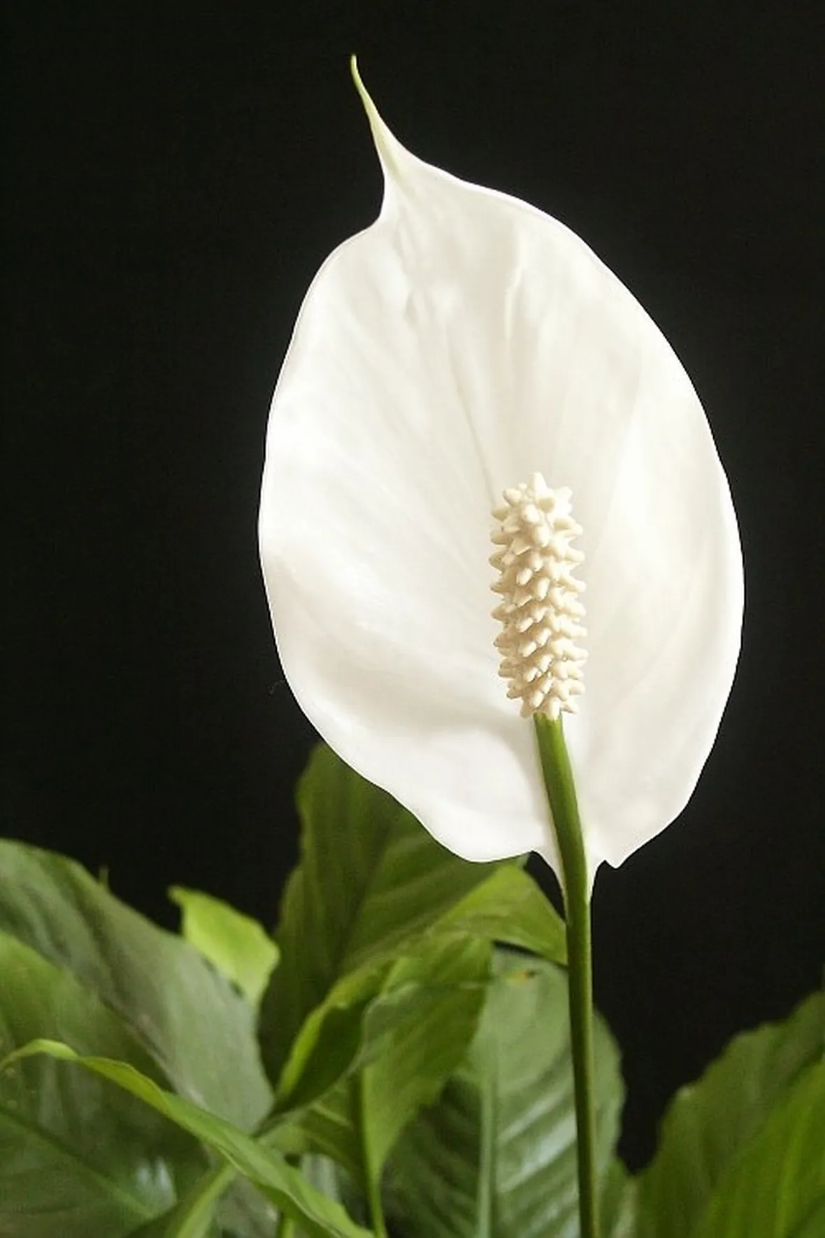 pianta di spatiphyllum-1