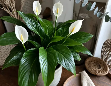 pianta di spatiphyllum