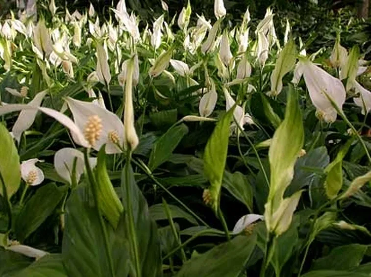 pianta di spatiphyllum