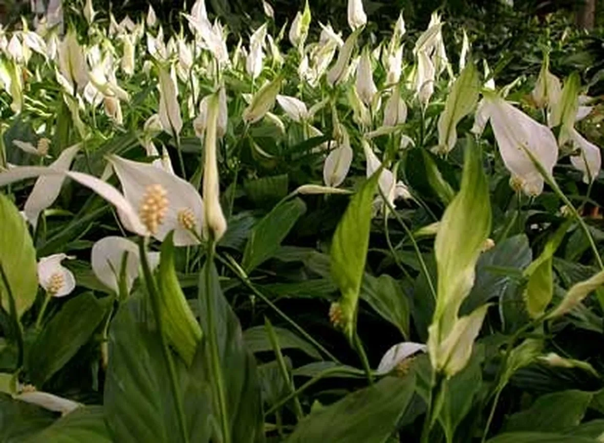 pianta di spatiphyllum
