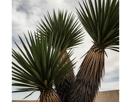pianta di yucca