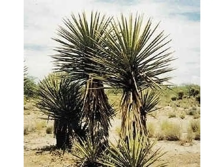 pianta di yucca