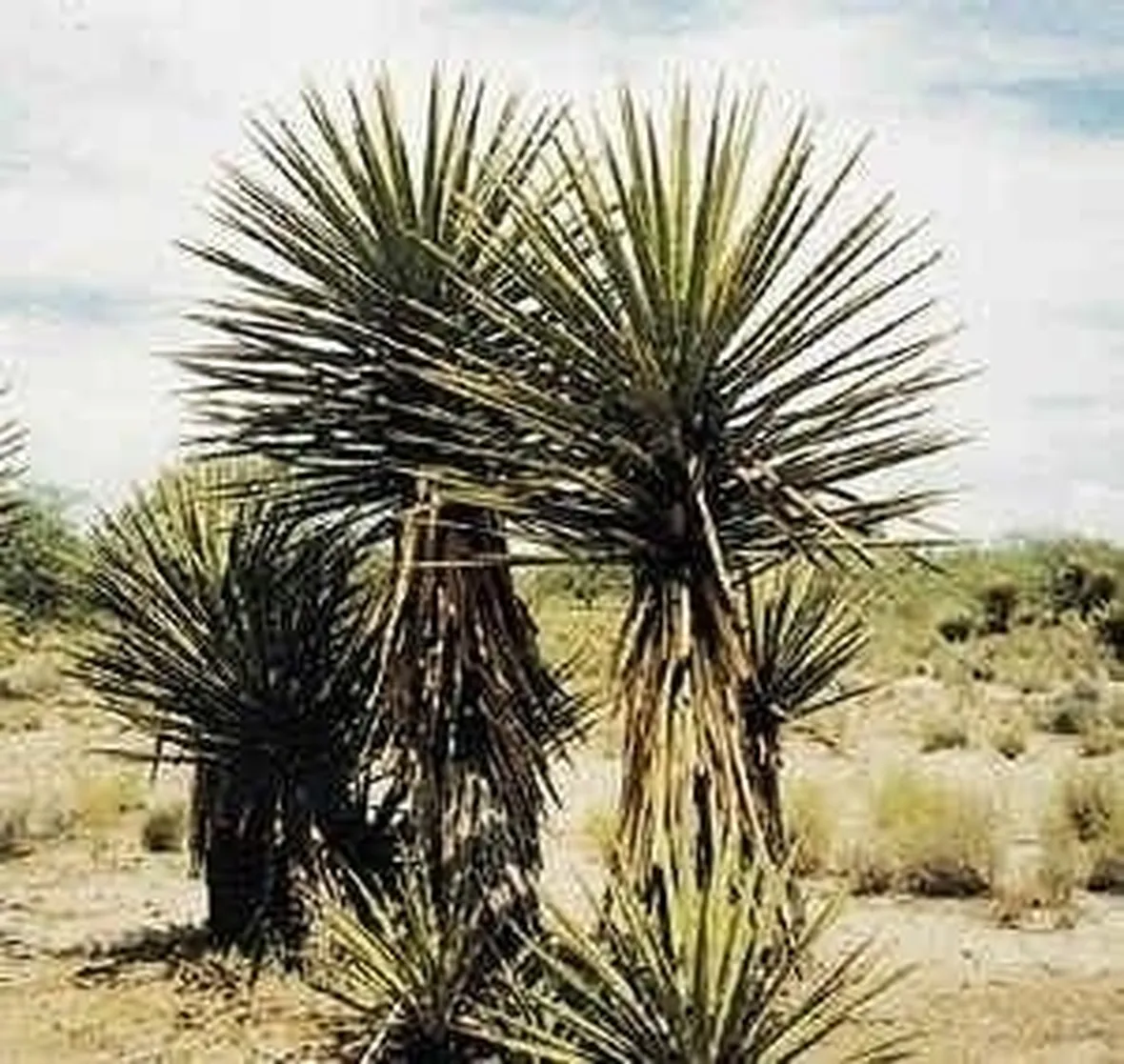 pianta di yucca