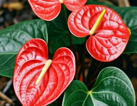pianta grande di anthurium-1