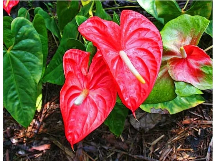 pianta grande di anthurium-1