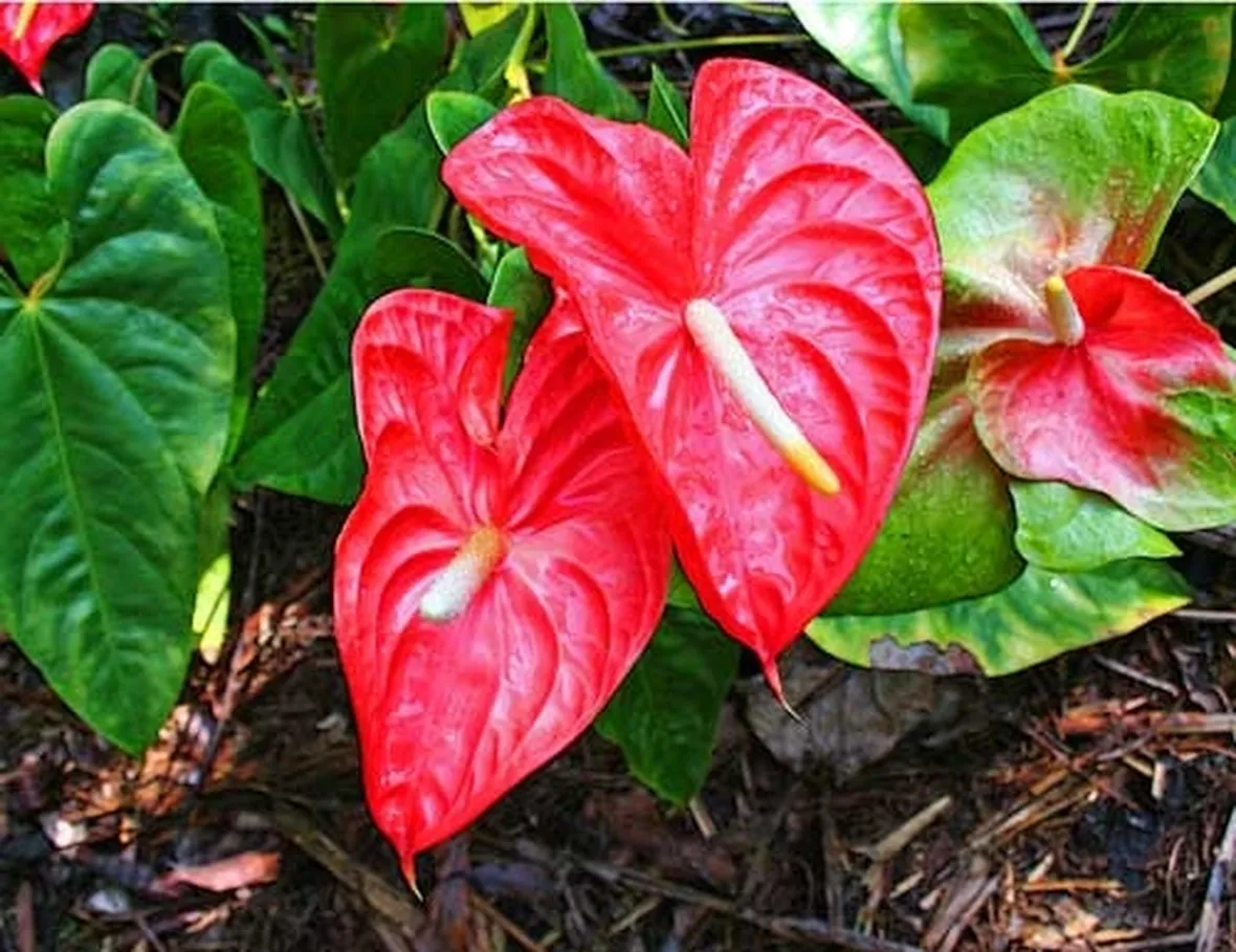 pianta grande di anthurium-1