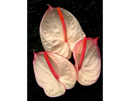 pianta grande di anthurium