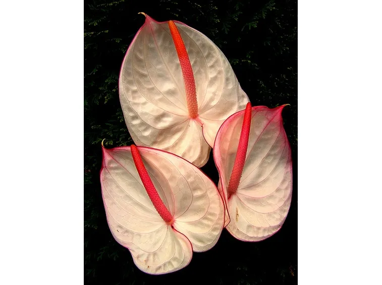 pianta grande di anthurium