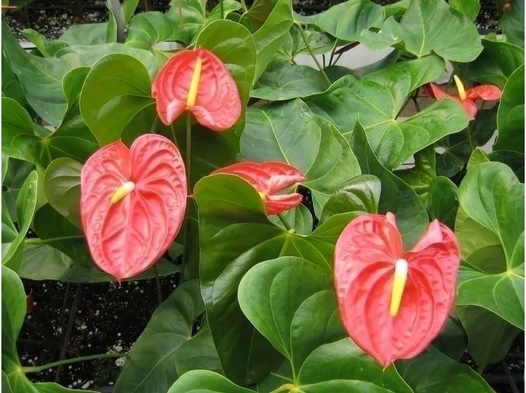 La pianta grande di anthurium