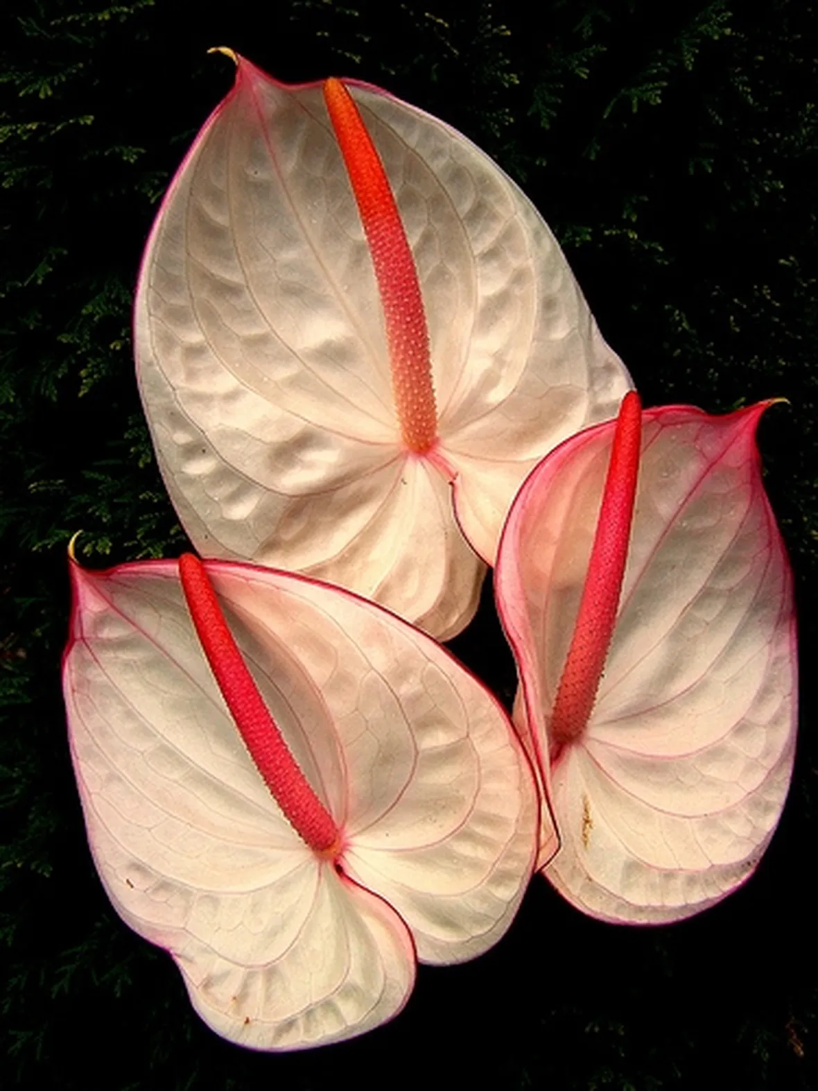 pianta grande di anthurium