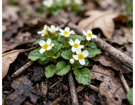 Piante a fiore