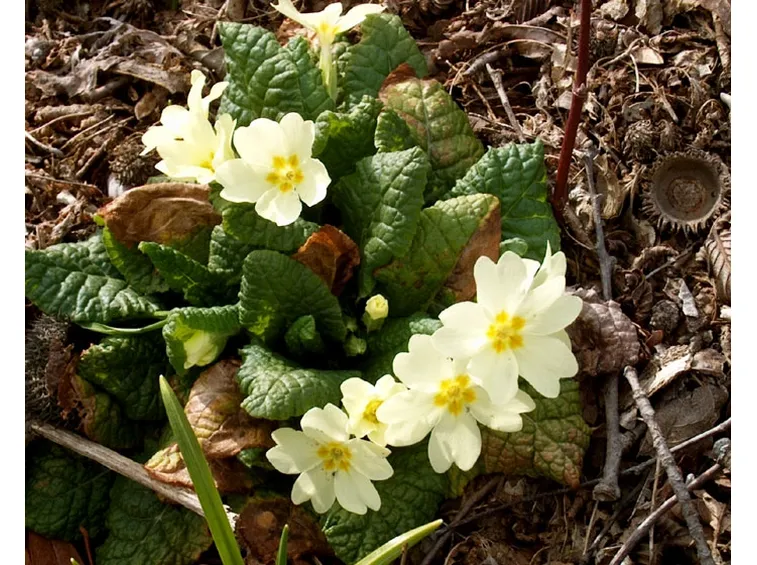 Piante a fiore