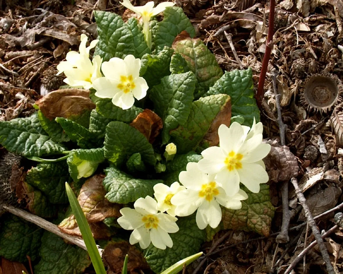 Piante a fiore