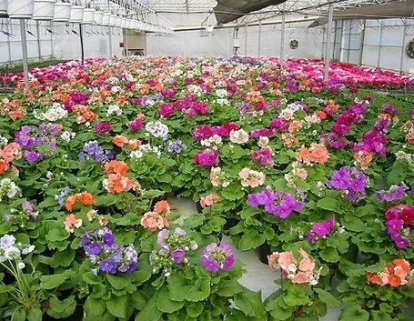 piante con fiori