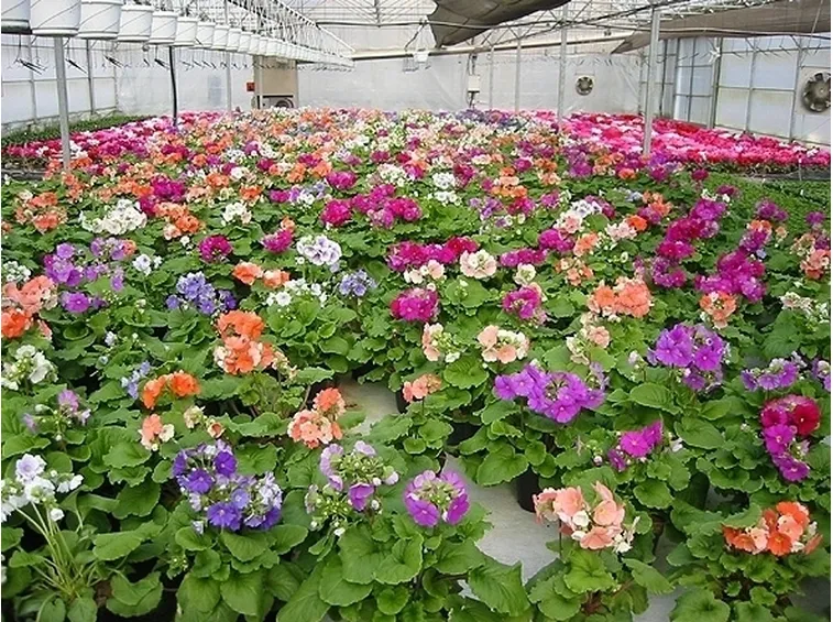 piante con fiori
