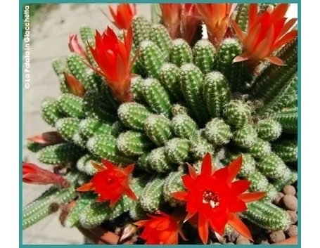 piante di fiori