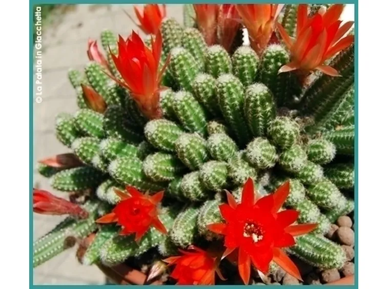 piante di fiori