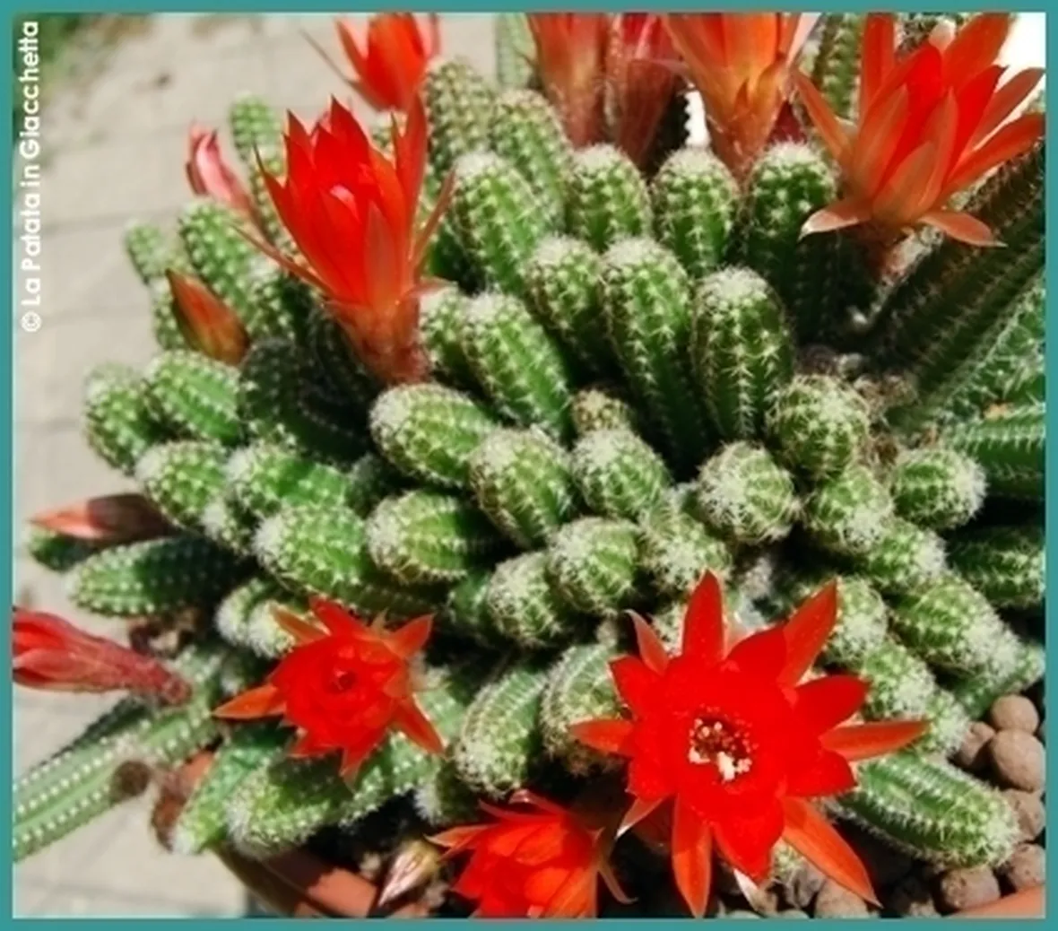 piante di fiori