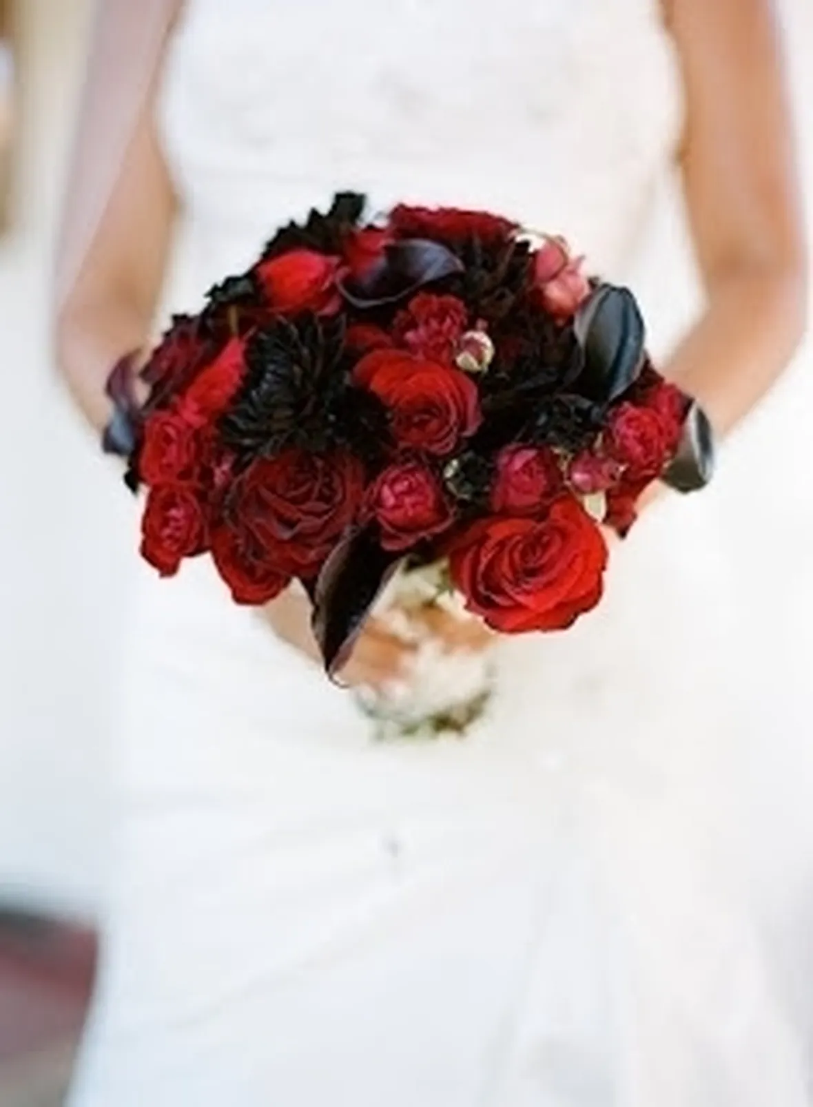 piante di rose