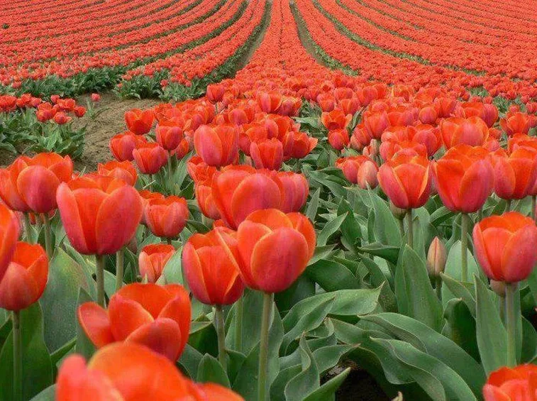 Posizione dei tulipani
