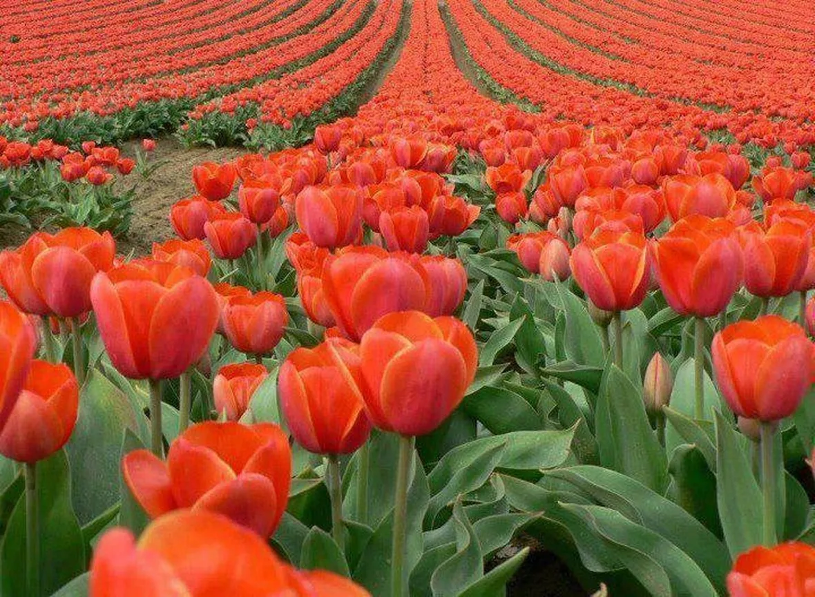 Posizione dei tulipani