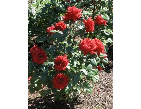 Problemi delle rose